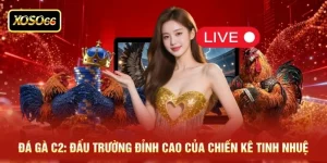 Đá Gà C2: Đấu Trường Đỉnh Cao Của Chiến Kê Tinh Nhuệ