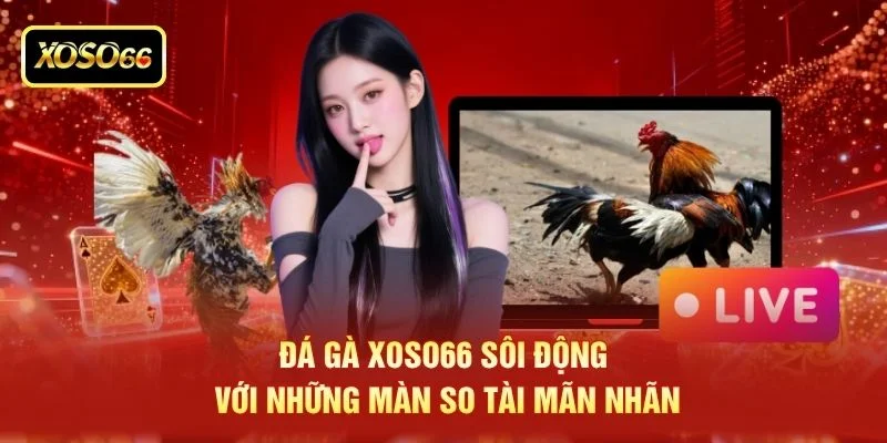 Đá gà XOSO66 sôi động với những màn so tài mãn nhãn