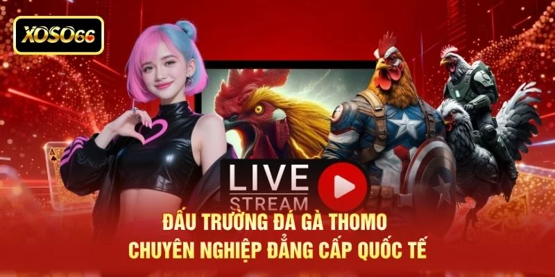 Đấu trường đá gà thomo chuyên nghiệp đẳng cấp quốc tế