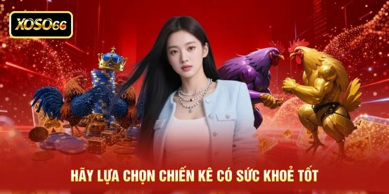 Hãy lựa chọn chiến kê có sức khoẻ tốt